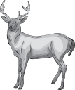 Deer Clipart