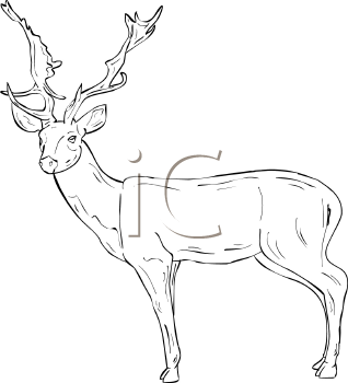 Deer Clipart