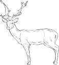 Deer Clipart