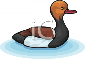 Duck Clipart