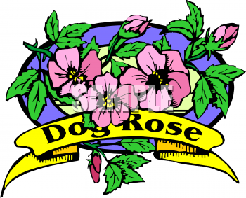 Rose Clipart