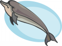 Dolphin Clipart