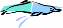 Dolphin Clipart
