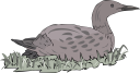 Geese Clipart