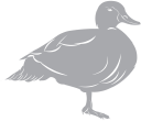 Geese Clipart