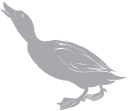 Geese Clipart