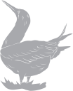 Geese Clipart