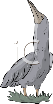 Duck Clipart