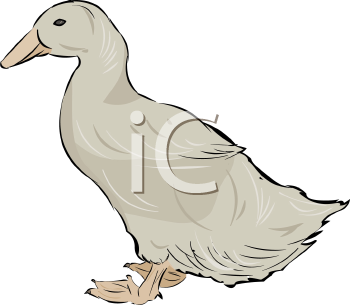 Duck Clipart