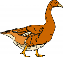 Geese Clipart