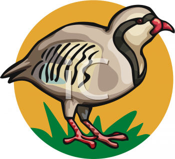 Duck Clipart