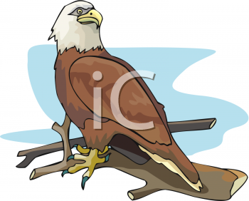 Eagle Clipart