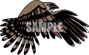 Eagle Clipart