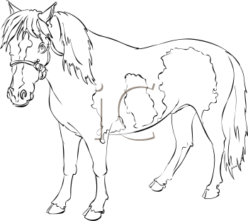 Horse Clipart