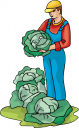 Cabbage Clipart