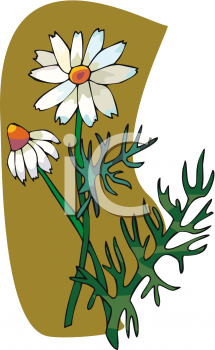 Daisy Clipart