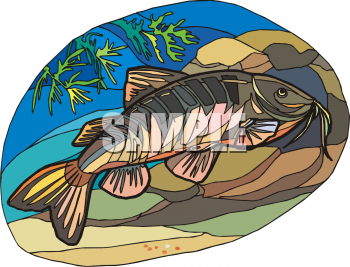 Catfish Clipart