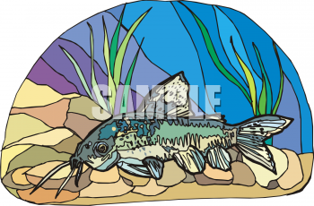Catfish Clipart