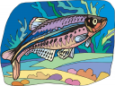 Fish Clipart
