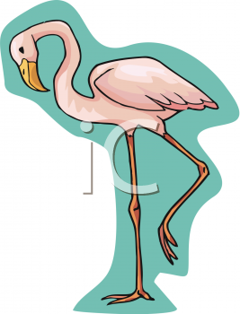 Flamingo Clipart