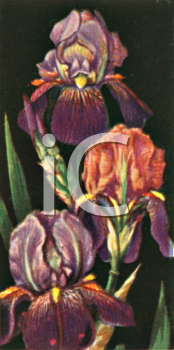 Iris Clipart
