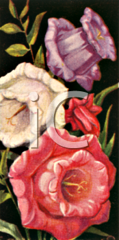 Daffodil Clipart