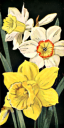 Daffodil Clipart