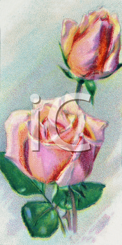 Rose Clipart