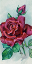 Rose Clipart