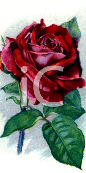 Rose Clipart