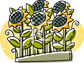Sunflower Clipart
