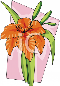 Lily Clipart