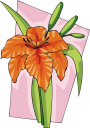 Lily Clipart