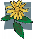 Daisy Clipart