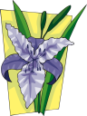 Lily Clipart