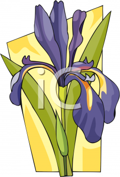 Iris Clipart