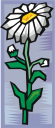 Daisy Clipart