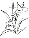 Lily Clipart