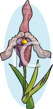 Iris Clipart