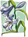 Lily Clipart