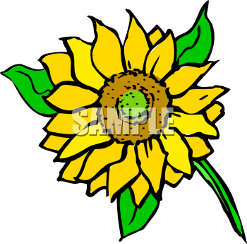 Sunflower Clipart