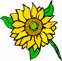 Sunflower Clipart