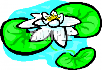 Lily Clipart