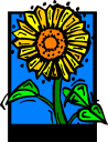 Sunflower Clipart