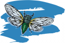 Bug Clipart