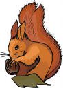 Squirrel Clipart