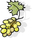 Wine Clipart