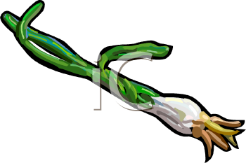 Onion Clipart