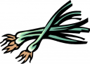 Onion Clipart