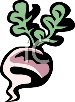 Turnip Clipart